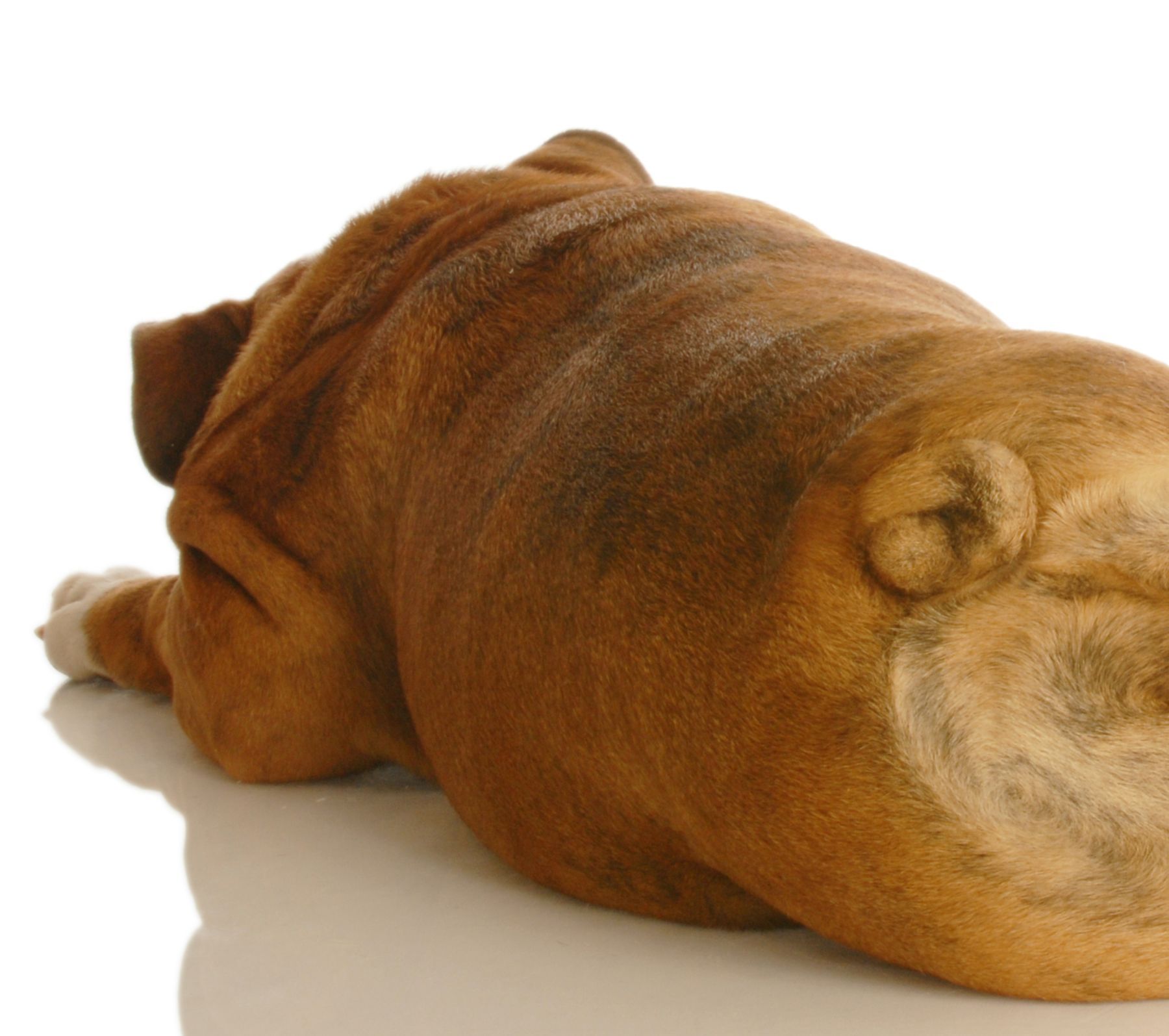 Hemivertebra and Kinked Tails